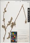 Foto von Salix iliensis Regel